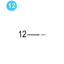 Shifter Assembly Farr Style HD20000 (80K) 3/8" Lock Washer